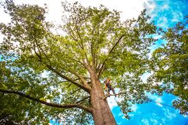 Best Firewood Processing and Delivery  in Discovery Bay, CA