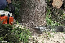 Best Arborist Consultation Services  in Discovery Bay, CA