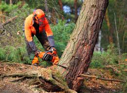Best Lawn Irrigation Installation and Maintenance  in Discovery Bay, CA