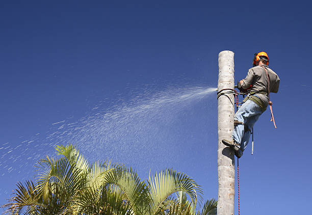 Best Root Management and Removal  in Discovery Bay, CA