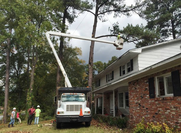 Best Tree Health Inspection  in Discovery Bay, CA