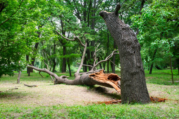  Discovery Bay, CA Tree Care Pros