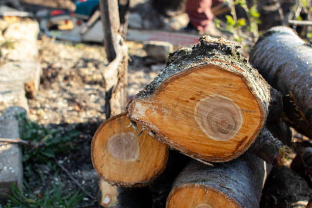 Best Aeration Services  in Discovery Bay, CA