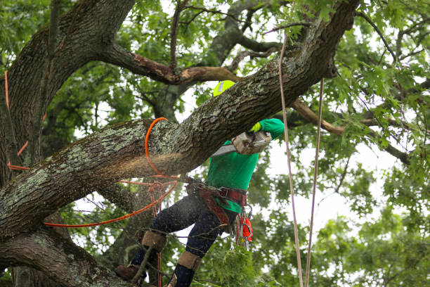 Reliable Discovery Bay, CA Tree Care Solutions