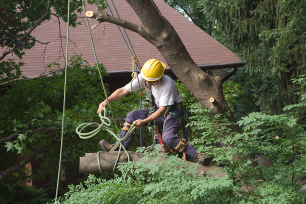 Best Tree Cabling and Bracing  in Discovery Bay, CA
