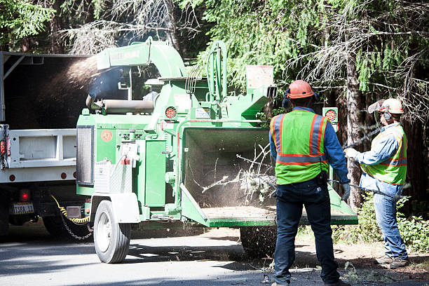 Best Leaf Removal  in Discovery Bay, CA