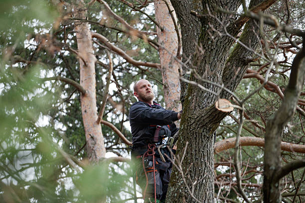 Best Commercial Tree Services  in Discovery Bay, CA