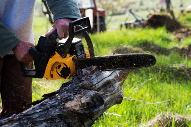 How Our Tree Care Process Works  in  Discovery Bay, CA