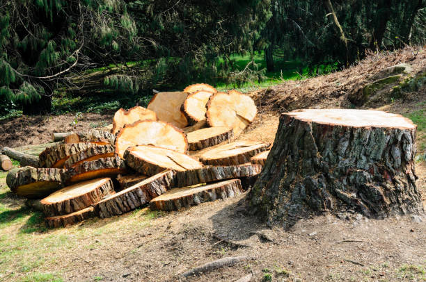 Best Hazardous Tree Removal  in Discovery Bay, CA
